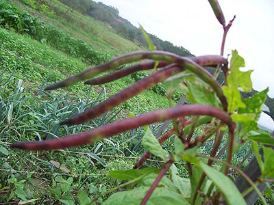 Pinkeye Purple Hull Southern Pea (Cowpea) 28 g Pinkeye Purple Hull Southern Pea (Cowpea) 28 g