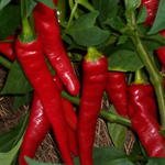 Lombok (Chile Lombak) PEPPER, HOT 0.5 g