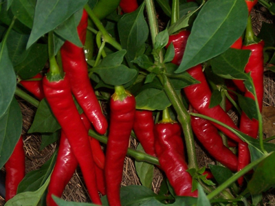 Lombok (Chile Lombak) PEPPER, HOT 0.5 g Lombok (Chile Lombak) PEPPER, HOT 0.5 g