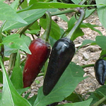 Czechoslovakian Black PEPPER, HOT 0.5 g