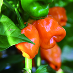 Habanero PEPPER, HOT 0.25 g