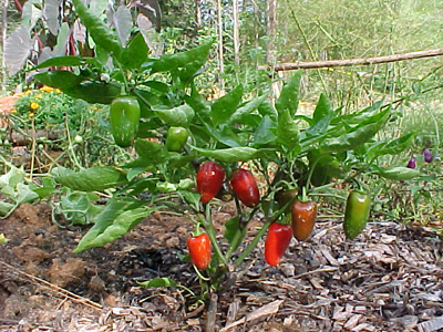 Jalapeño PEPPER, HOT 0.5 g Jalapeño PEPPER, HOT 0.5 g