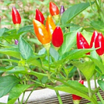 Ordono PEPPER, HOT 0.25 g