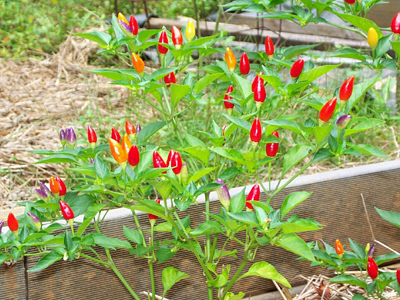 Ordono PEPPER, HOT 0.25 g Ordono PEPPER, HOT 0.25 g