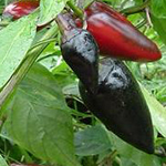Royal Black PEPPER, HOT 0.25 g