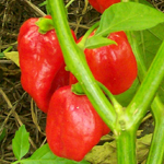 Aji Dulce PEPPER, SPICE 3 g
