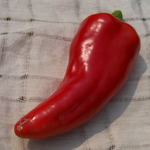Corno Di Toro PEPPER, BELL (SWEET) 0.5 g