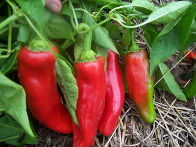 Corno Di Toro PEPPER, BELL (SWEET) 0.5 g Corno Di Toro PEPPER, BELL (SWEET) 0.5 g