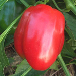 Early Hungarian Sweet ('TH 122') PEPPER, BELL (SWEET) 0.5 g