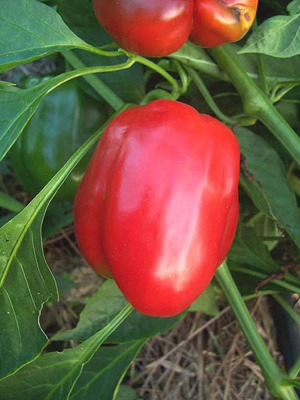 Early Hungarian Sweet ('TH 122') PEPPER, BELL (SWEET) 0.5 g Early Hungarian Sweet ('TH 122') PEPPER, BELL (SWEET) 0.5 g