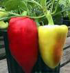 Feherozon PEPPER, BELL (SWEET) 0.5 g Feherozon PEPPER, BELL (SWEET) 0.5 g
