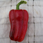 Marconi PEPPER, BELL (SWEET) 0.5 g Marconi PEPPER, BELL (SWEET) 0.5 g