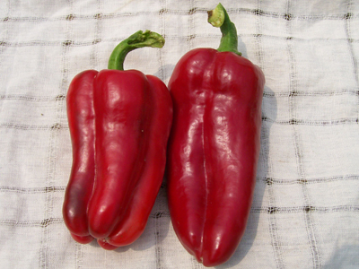 Marconi PEPPER, BELL (SWEET) 0.5 g Marconi PEPPER, BELL (SWEET) 0.5 g
