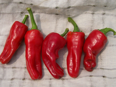 Melrose PEPPER, FRYING 0.5 g Melrose PEPPER, FRYING 0.5 g