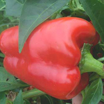 Napoleon Sweet PEPPER, BELL (SWEET) 0.5 g Napoleon Sweet PEPPER, BELL (SWEET) 0.5 g