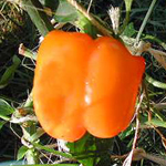 Orange Bell PEPPER, BELL (SWEET) 0.5 g