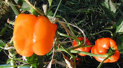Orange Bell PEPPER, BELL (SWEET) 0.5 g Orange Bell PEPPER, BELL (SWEET) 0.5 g
