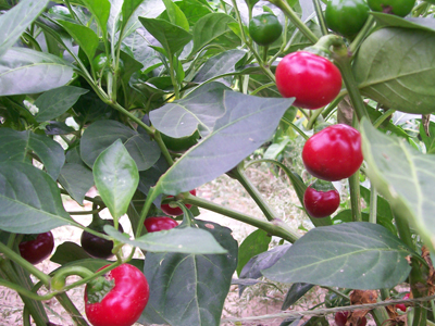 Red Cherry (Cherry Sweet) PEPPER, FRYING 0.5 g Red Cherry (Cherry Sweet) PEPPER, FRYING 0.5 g