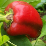 Super Shepherd PEPPER, FRYING 0.5 g Super Shepherd PEPPER, FRYING 0.5 g