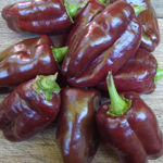 Sweet Chocolate (Choco) PEPPER, BELL (SWEET) 3 g