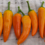 Tequila Sunrise PEPPER, FRYING 0.5 g