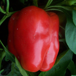 World Beater (Ruby Giant) PEPPER, BELL (SWEET) 0.5 g World Beater (Ruby Giant) PEPPER, BELL (SWEET) 0.5 g