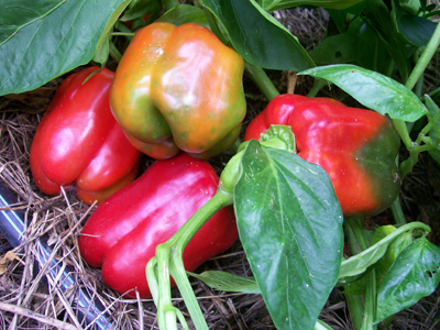 World Beater (Ruby Giant) PEPPER, BELL (SWEET) 0.5 g World Beater (Ruby Giant) PEPPER, BELL (SWEET) 0.5 g