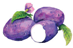 Caribe Seed Potato, 1 lb Caribe Seed Potato, 1 lb