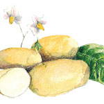 Carola, 1 lb SEED POTATO