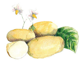 Carola Seed Potato, 1 lb Carola Seed Potato, 1 lb