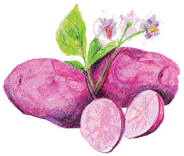 Cranberry Red, 1 lb SEED POTATO