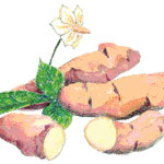 Rose Finn Apple Fingerling, 1 lb SEED POTATO