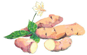Rose Finn Apple Fingerling, 1 lb SEED POTATO