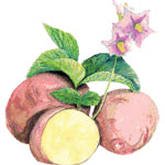 Rose Gold, 1 lb SEED POTATO