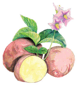 Rose Gold Seed Potato, 1 lb Rose Gold Seed Potato, 1 lb