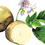 Yukon Gold, 1 lb SEED POTATO