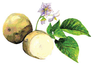Yukon Gold Seed Potato, 1 lb Yukon Gold Seed Potato, 1 lb