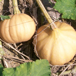 Seminole Pumpkin