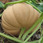 Tan Cheese PUMPKIN 28 g