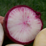 China Rose Fall Radish 7g