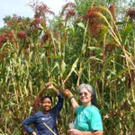 Red Broomseed Corn SORGHUM 7 g