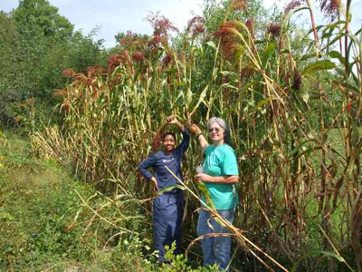 Red Broomseed Corn SORGHUM 7 g Red Broomseed Corn SORGHUM 7 g