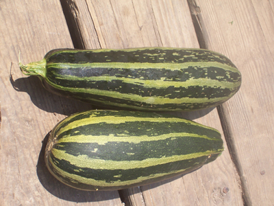 Cocozelle Italian SQUASH, SUMMER 4 g Cocozelle Italian SQUASH, SUMMER 4 g