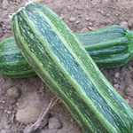 Costata Romanesca SQUASH, SUMMER 3 g - Click Image to Close