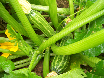 Costata Romanesca SQUASH, SUMMER 3 g Costata Romanesca SQUASH, SUMMER 3 g
