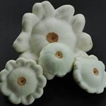 Early White Bush Scallop SQUASH, SUMMER 4 g