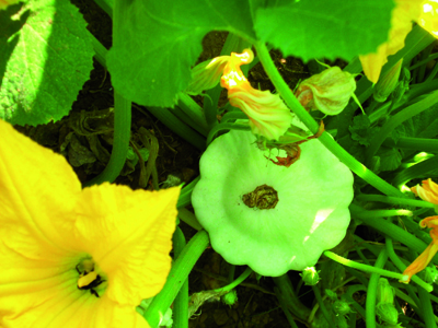 Early White Bush Scallop SQUASH, SUMMER 3 g Early White Bush Scallop SQUASH, SUMMER 3 g