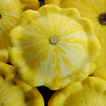 Golden Bush Scallop SQUASH, SUMMER 28 g