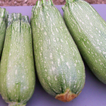 Zucchini, Grey (Tender Grey) SQUASH, SUMMER 3 g