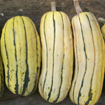 Delicata Zeppelin SQUASH, WINTER 4 g